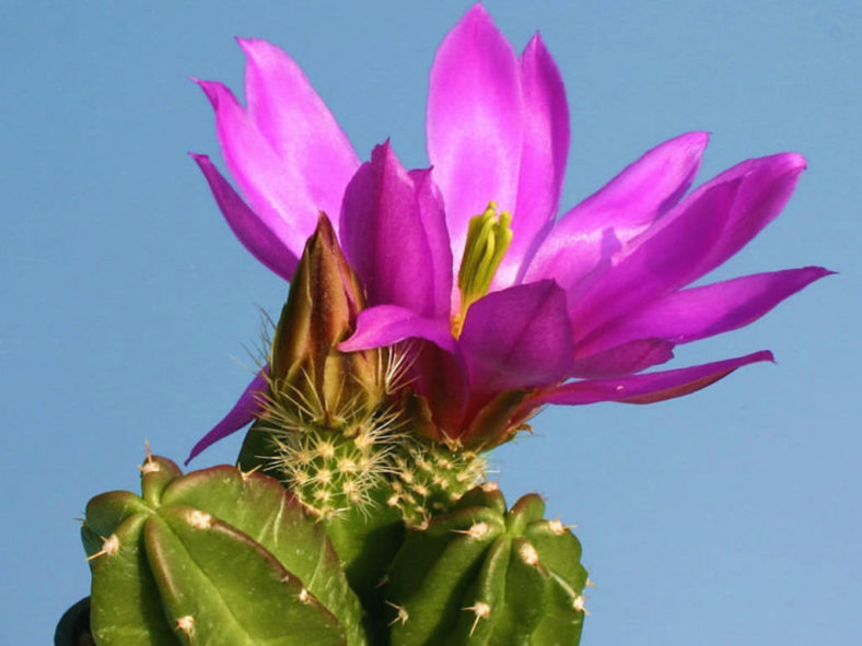 Echinocereus viereckii subsp. morricalii