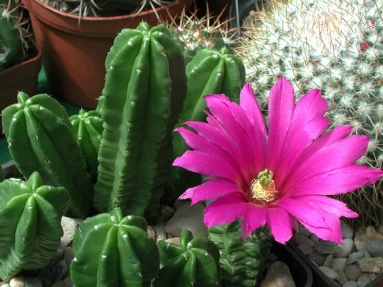 Echinocereus viereckii subsp. morricalii