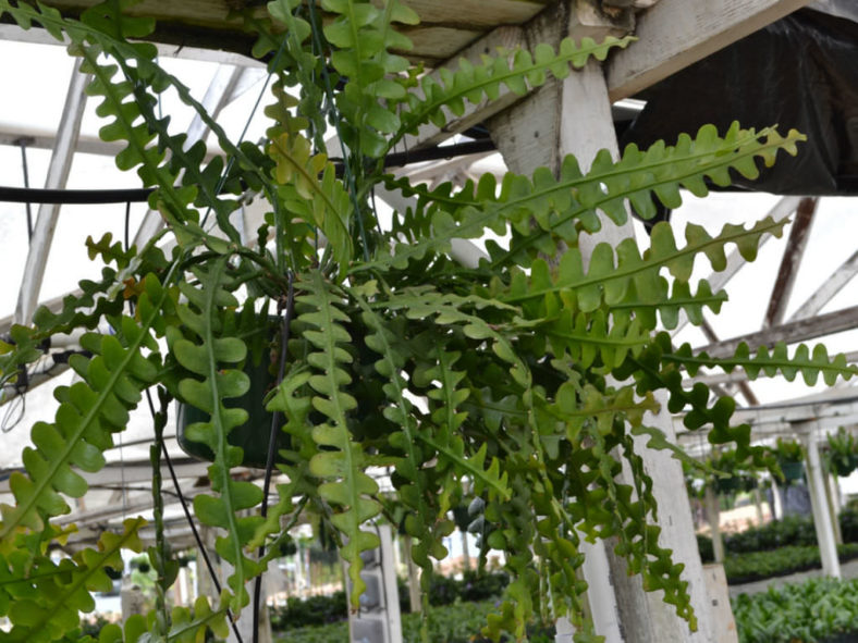 Disocactus anguliger (Fishbone Cactus) aka Epiphyllum anguliger