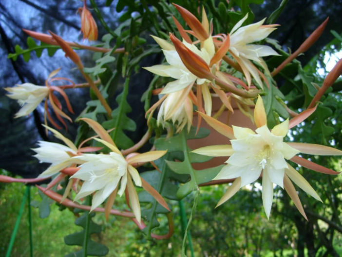 Disocactus anguliger (Fishbone Cactus) aka Epiphyllum anguliger