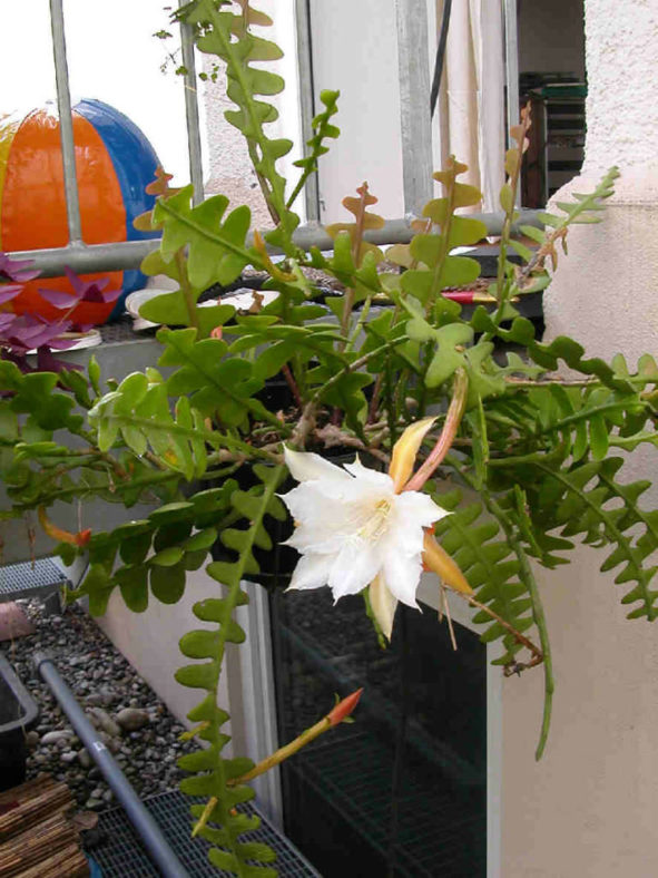 Disocactus anguliger (Fishbone Cactus) aka Epiphyllum anguliger