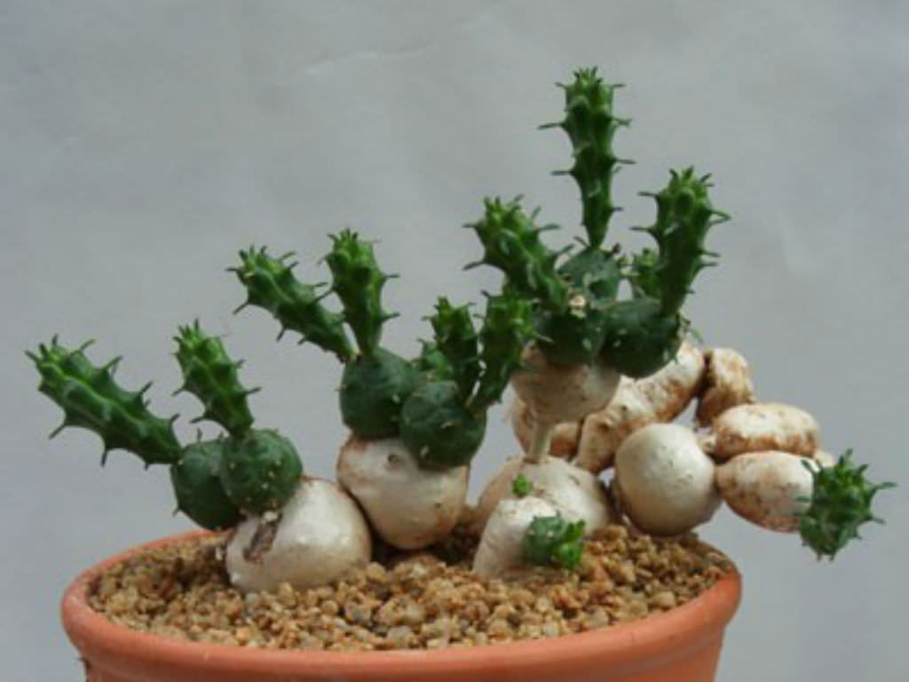 Euphorbia globosa (Globose Spurge) - World of Succulents