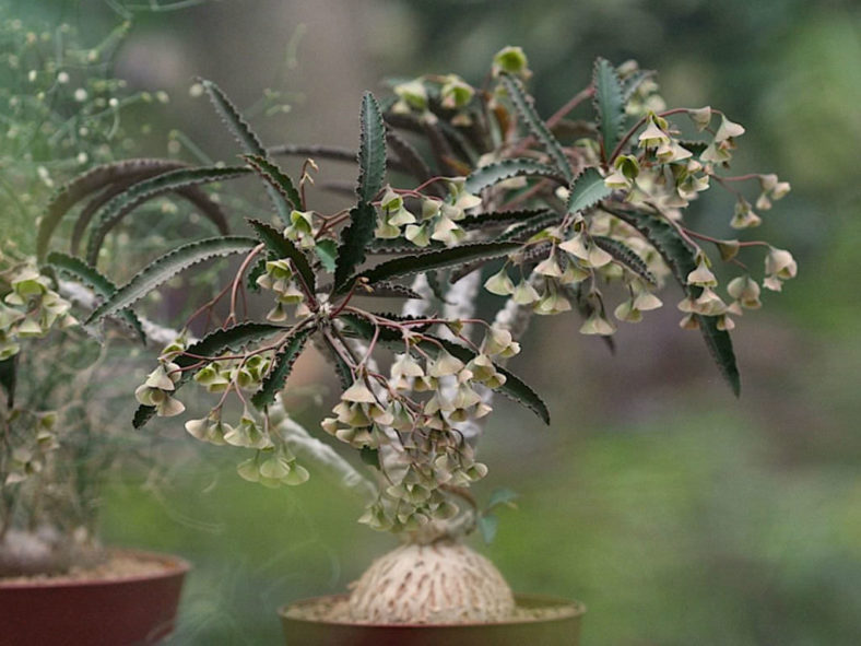 Euphorbia suzannae-marnierae