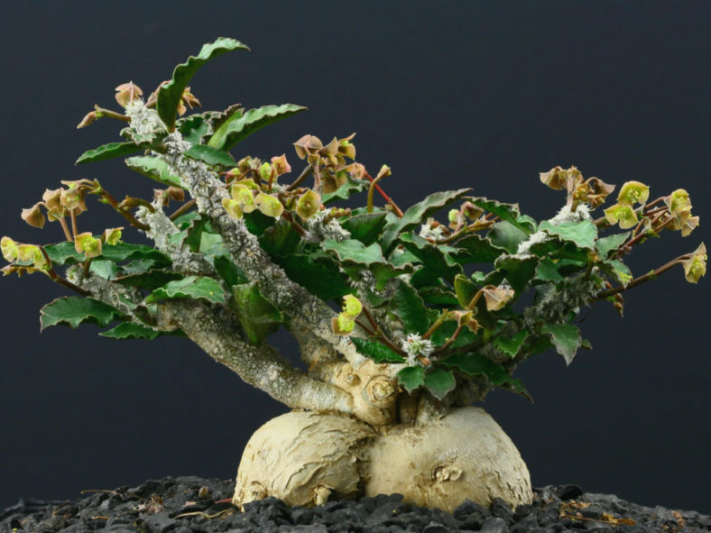 Euphorbia suzannae-marnierae