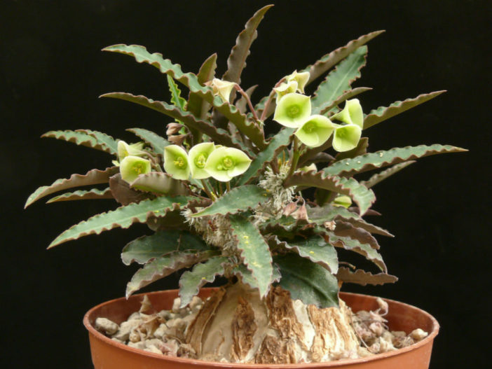 Euphorbia suzannae-marnierae