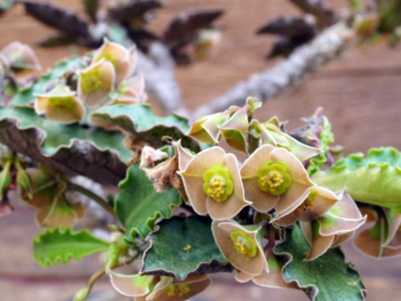 Euphorbia suzannae-marnierae