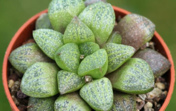 Haworthia turgida var. suberecta Haworthia turgida var. suberecta