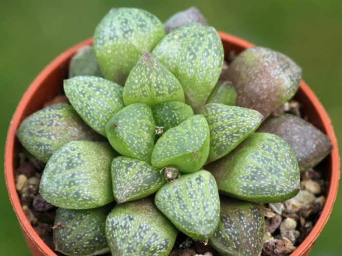 Haworthia turgida var. suberecta