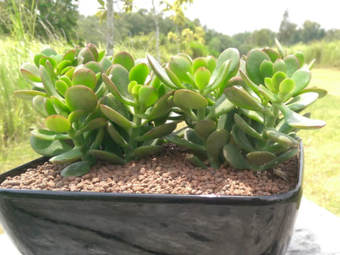 Jade Plant Propagation