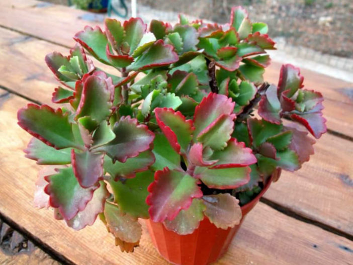 Kalanchoe sexangularis (Six-angled Kalanchoe)