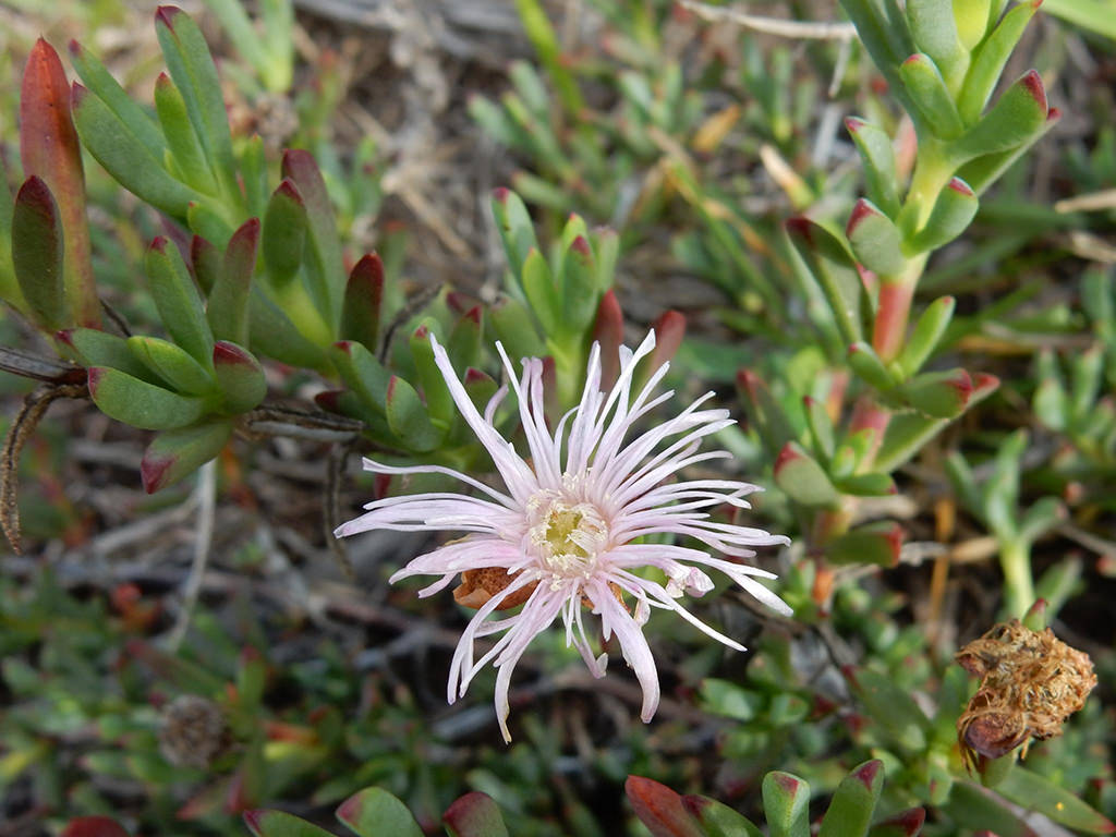 Lampranthus blandus