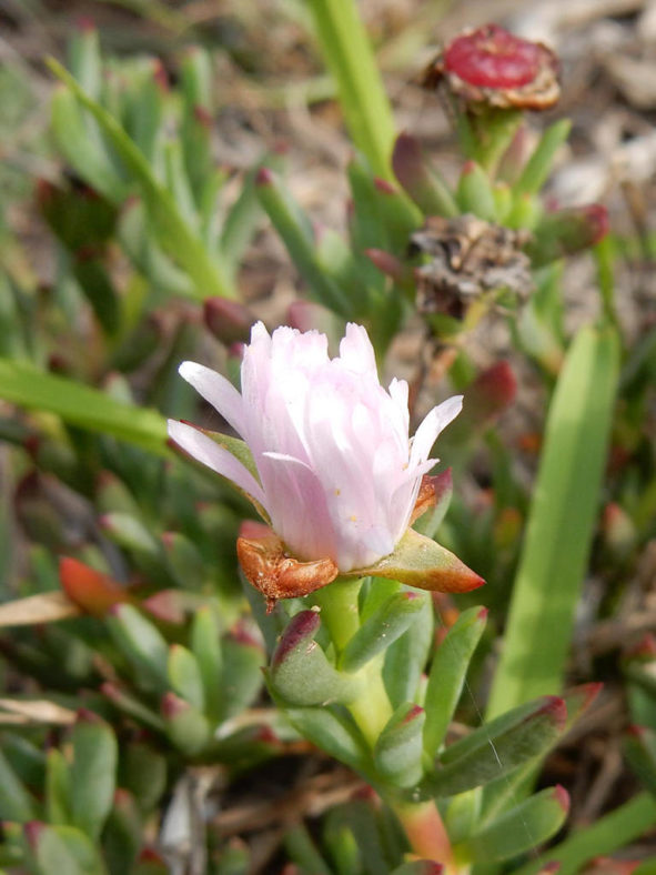 Lampranthus blandus