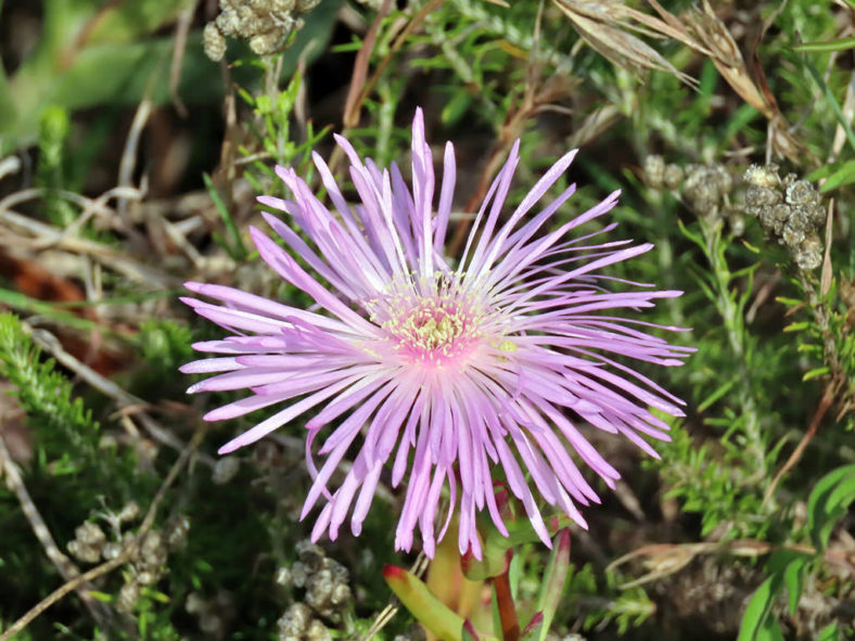 Lampranthus blandus