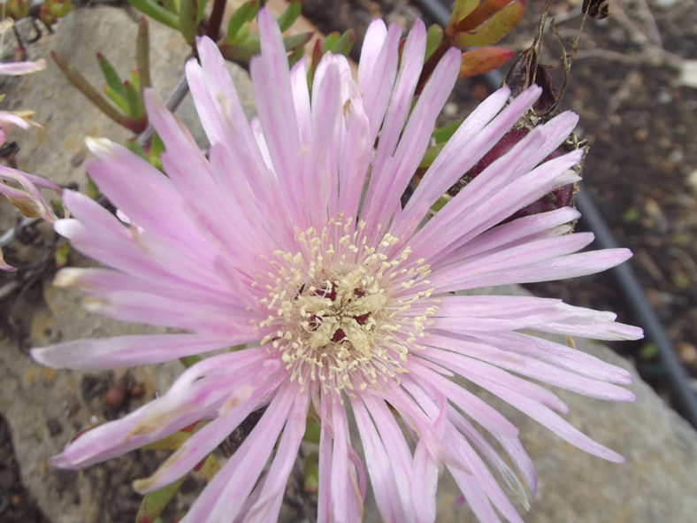 Lampranthus blandus