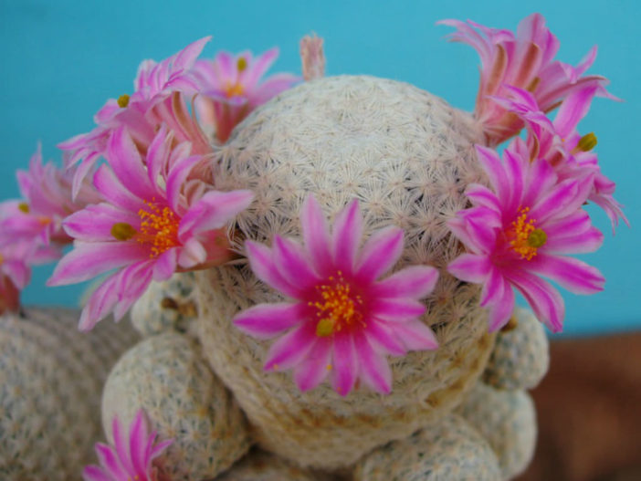 Mammillaria herrerae (Golf Ball)