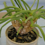 Monilaria Moniliformis Seeds, Succulent Seeds, Variety#052 - Mays