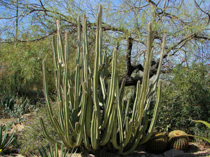 Pachycereus schottii (Senita Cactus) aka Lophocereus schottii