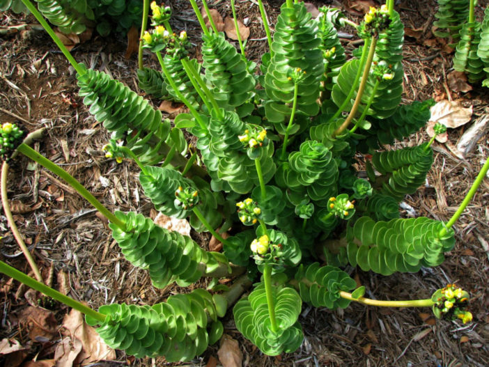 Portulaca molokiniensis ('Ihi)