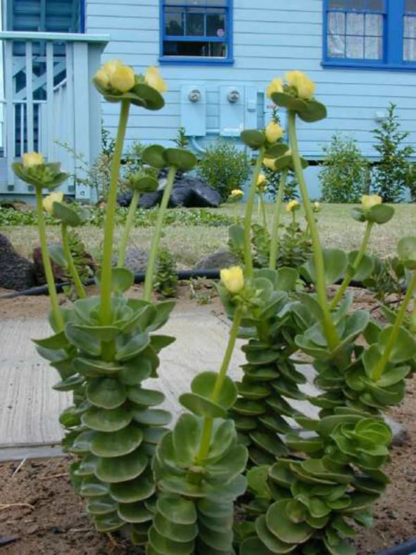 Portulaca molokiniensis ('Ihi)