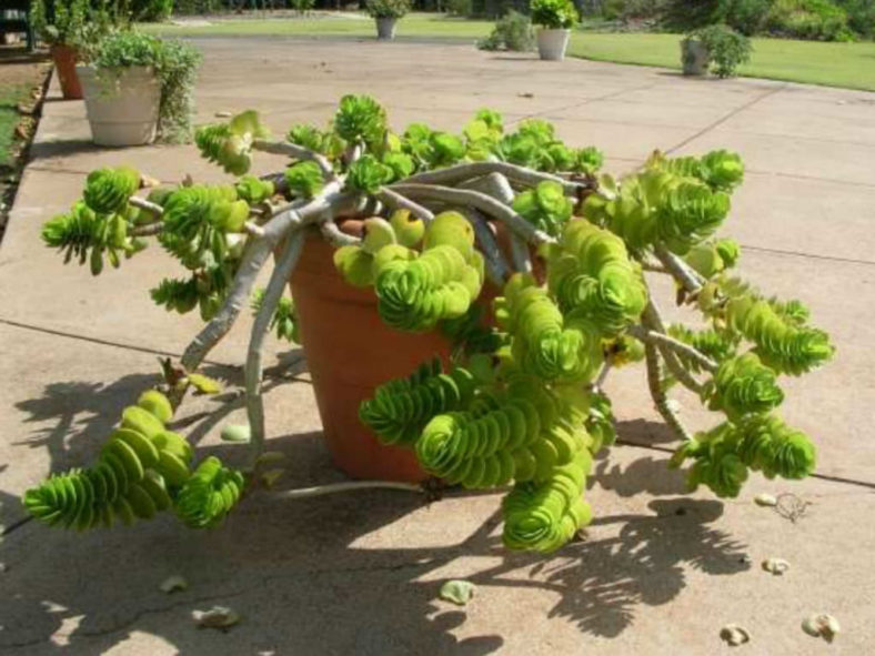 Portulaca molokiniensis ('Ihi)