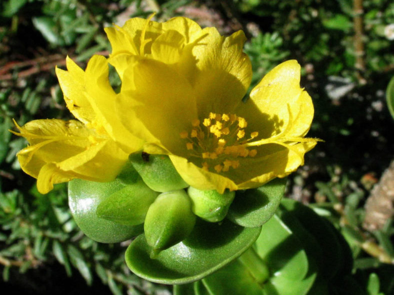 Portulaca molokiniensis ('Ihi)