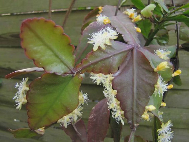 Rhipsalis elliptica