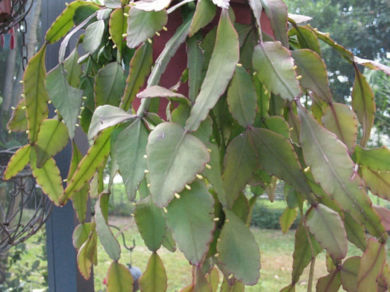 Rhipsalis elliptica