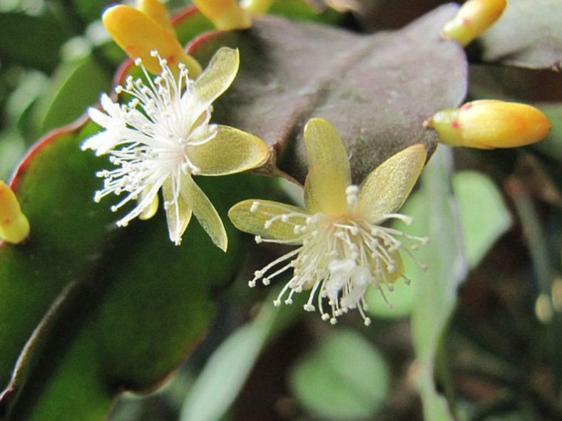 Rhipsalis elliptica