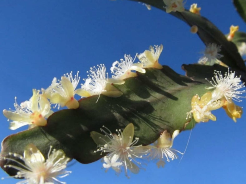 Rhipsalis oblonga