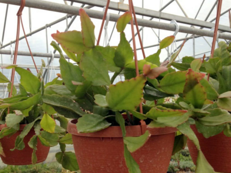 Rhipsalis rhombea (Copper Branch)