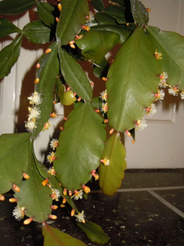 Rhipsalis rhombea (Copper Branch)