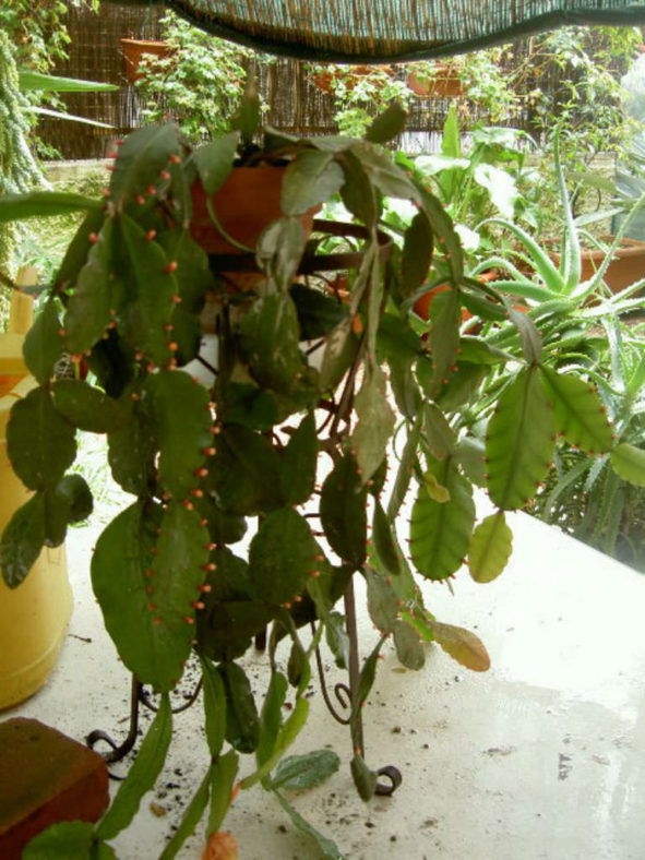 Rhipsalis rhombea (Copper Branch)