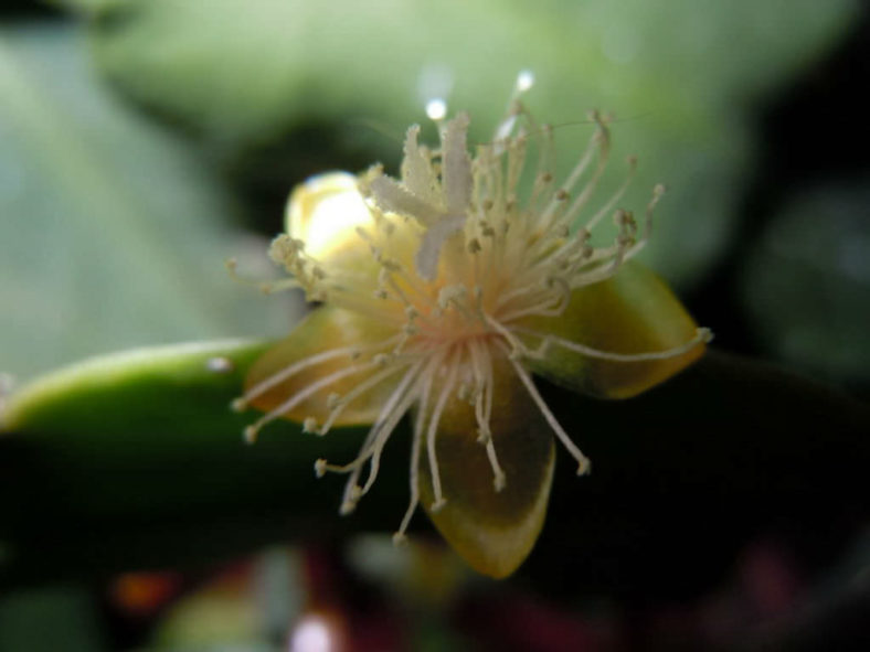 Rhipsalis rhombea (Copper Branch)