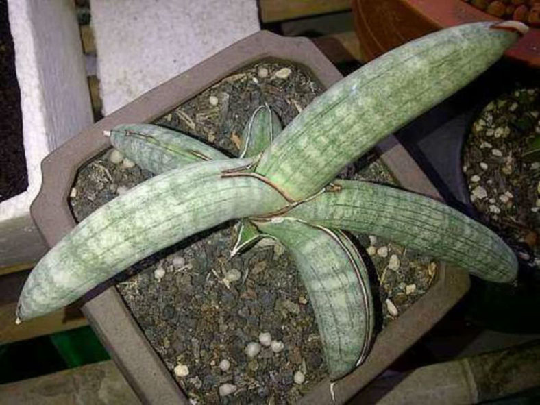 Sansevieria eilensis