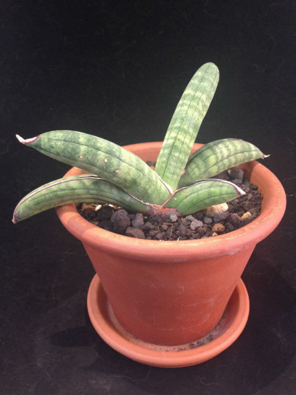 Sansevieria eilensis