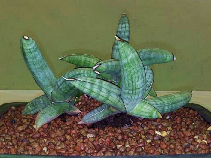 Sansevieria eilensis