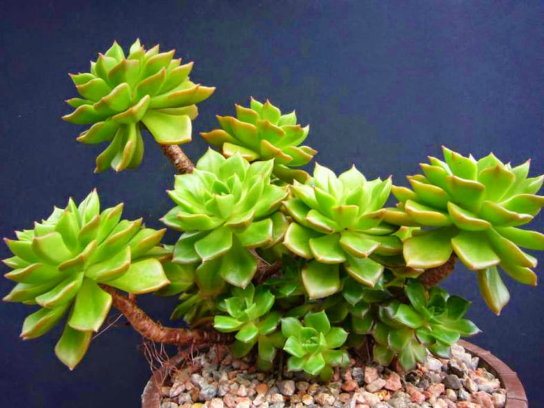 ×Sedeveria 'Letizia' (Lety's Sedeveria)