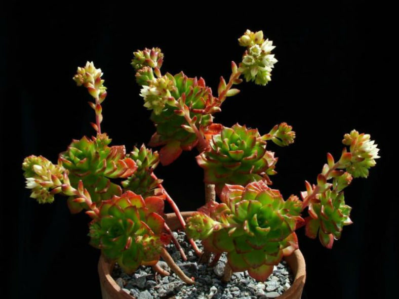 Sedum cuspidatum