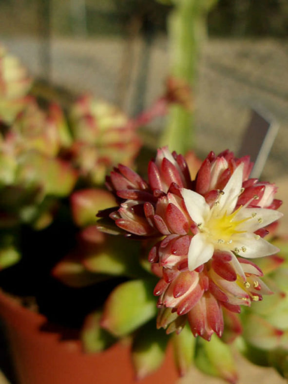 Sedum cuspidatum