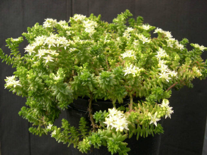 Sedum pulvinatum (Live Forever)