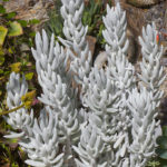 Senecio haworthii (kotelokasvi)