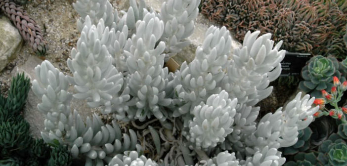 Caputia tomentosa (Cocoon Plant) - World of Succulents