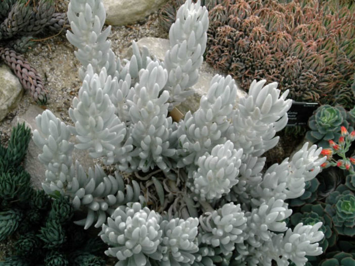 Caputia tomentosa (Cocoon Plant) aka Senecio haworthii