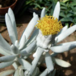 Senecio haworthii (Cocoon Plant)