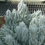 Senecio haworthii(繭工場)