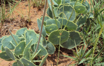 Senecio oxyriifolius (False Nasturtium) Senecio oxyriifolius (False Nasturtium)