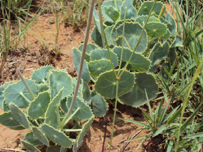 Senecio oxyriifolius (False Nasturtium)