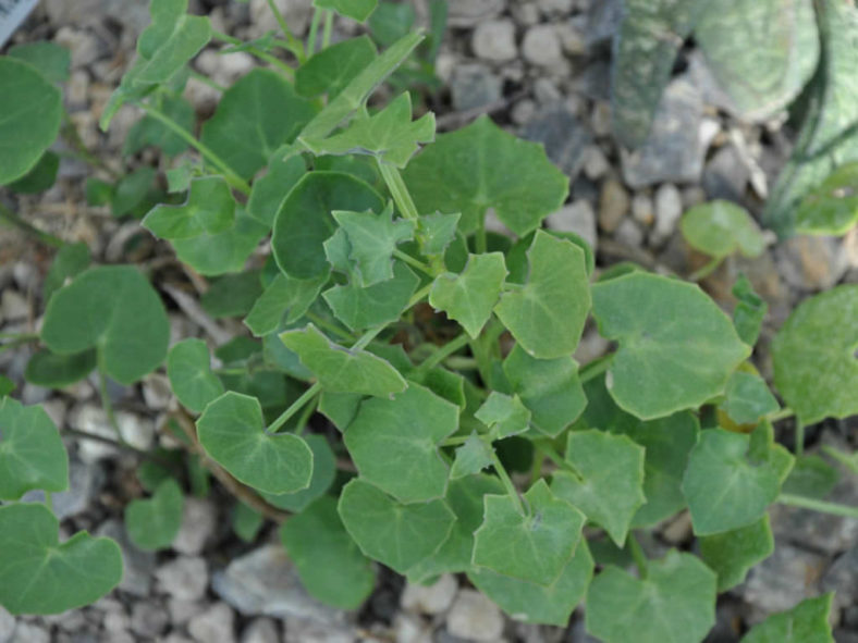 Senecio tropaeolifolius (False Nasturtium) aka Senecio oxyriifolius subsp. tropaeolifolius