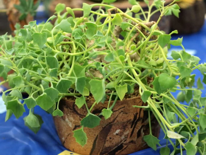 Senecio tropaeolifolius (False Nasturtium)