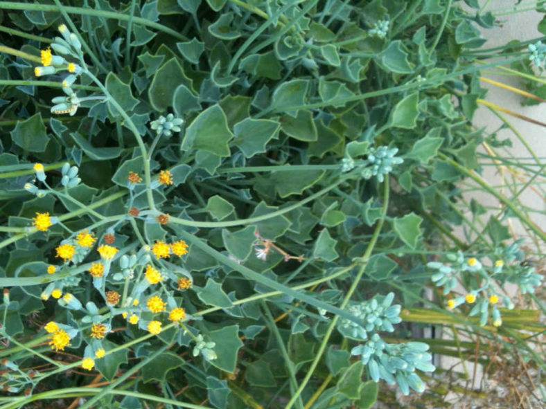 Senecio tropaeolifolius (False Nasturtium) aka Senecio oxyriifolius subsp. tropaeolifolius